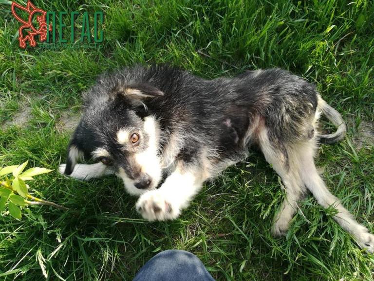 Назарчик_Пегас