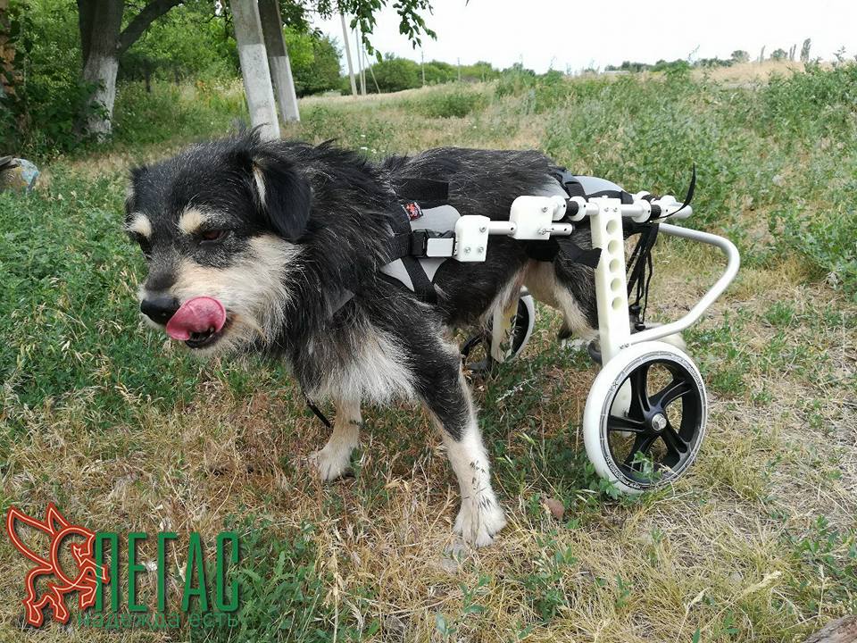 Назарчик_Пегас