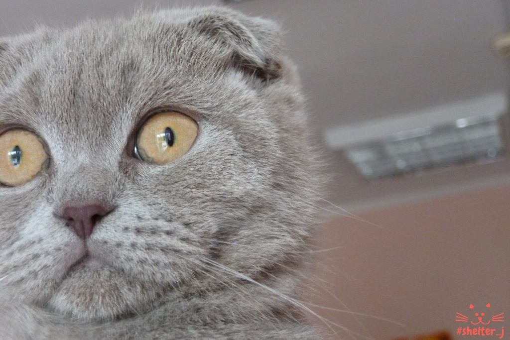 викрадення кошеня