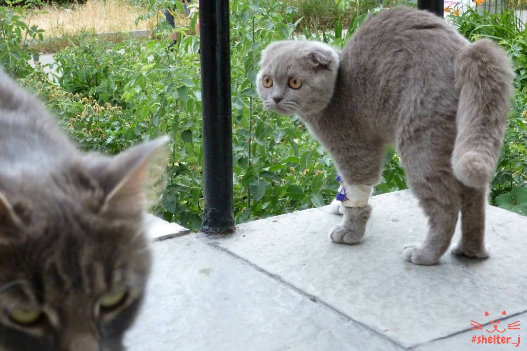 викрадення кошеня