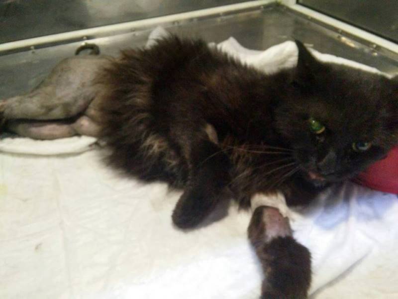 кот Паучок_Днепр