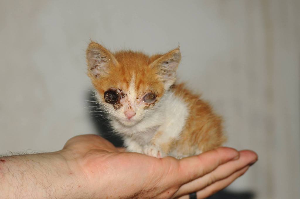 кошечка Креветка