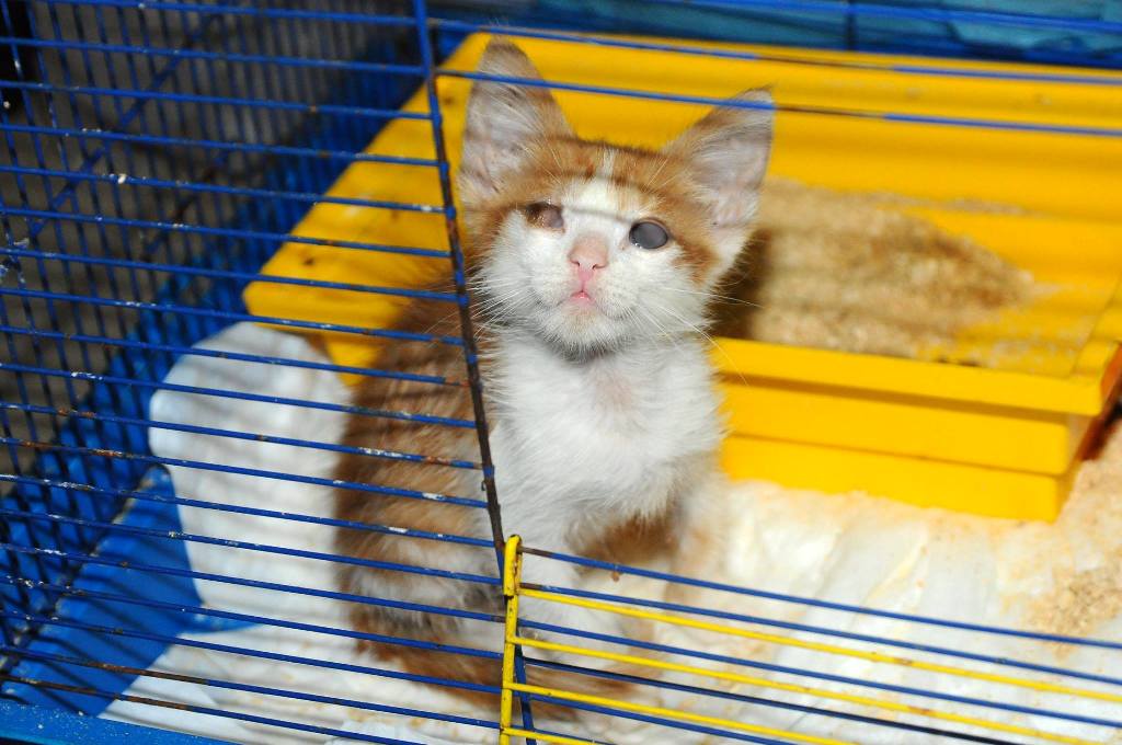 кошечка Креветка