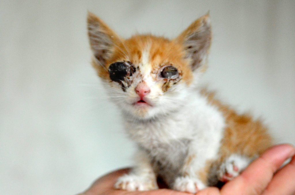 кошечка Креветка