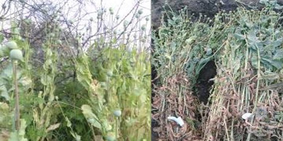 плантація мака