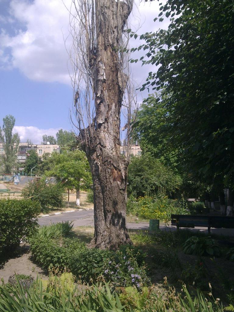 тополь_Никополь