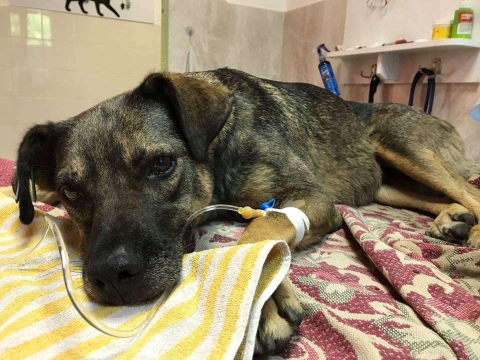 20479498_336749816761009_3275573956782716029_n