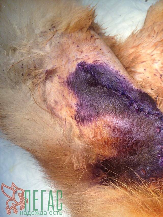 20621257_904943876323521_3010321042158053090_n