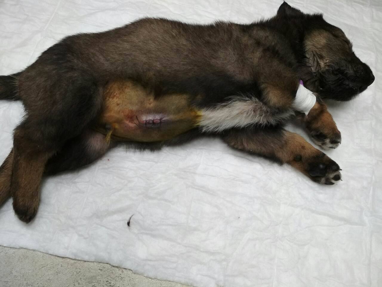 20626924_2331080390449981_5666429975214002158_o