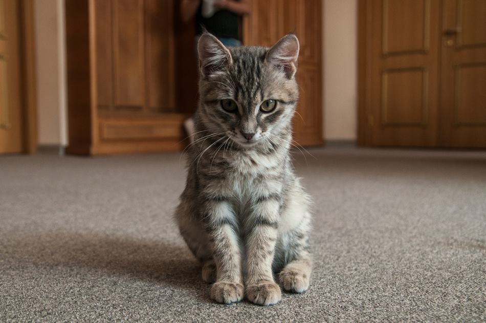 20664630_148482679064785_6867014507899115534_n