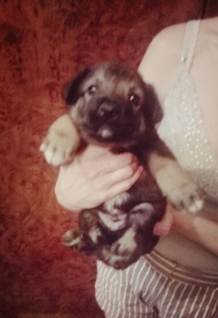 20690251_2331080353783318_2719997298849467178_o