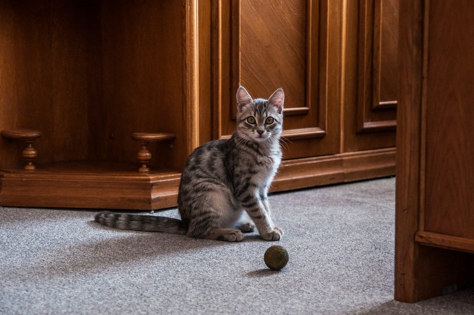 20767843_148482682398118_1073358188644539280_n