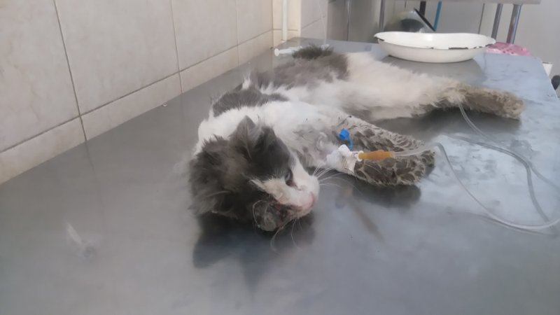 20799778_1622269544483781_5851102788931077977_n