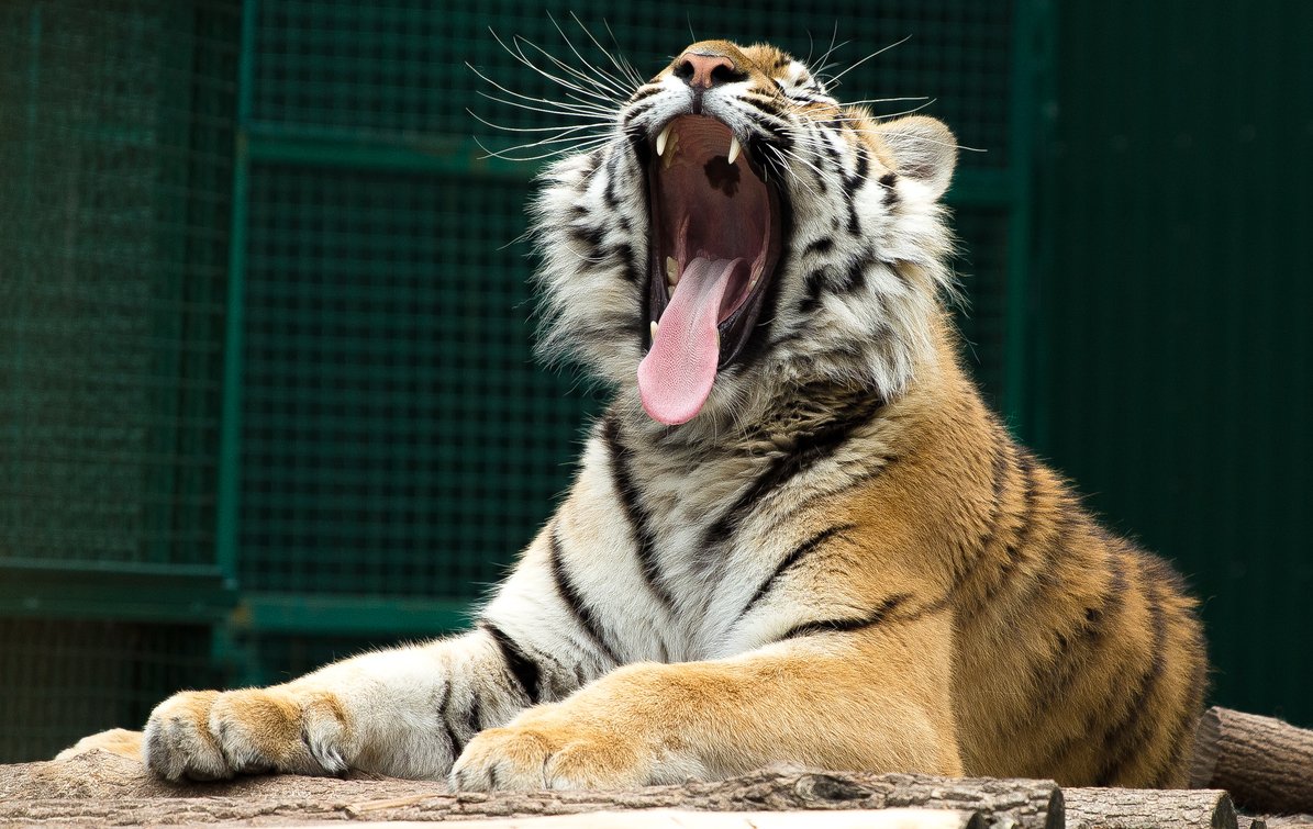 project_hover_6284_Амурский_тигр_1