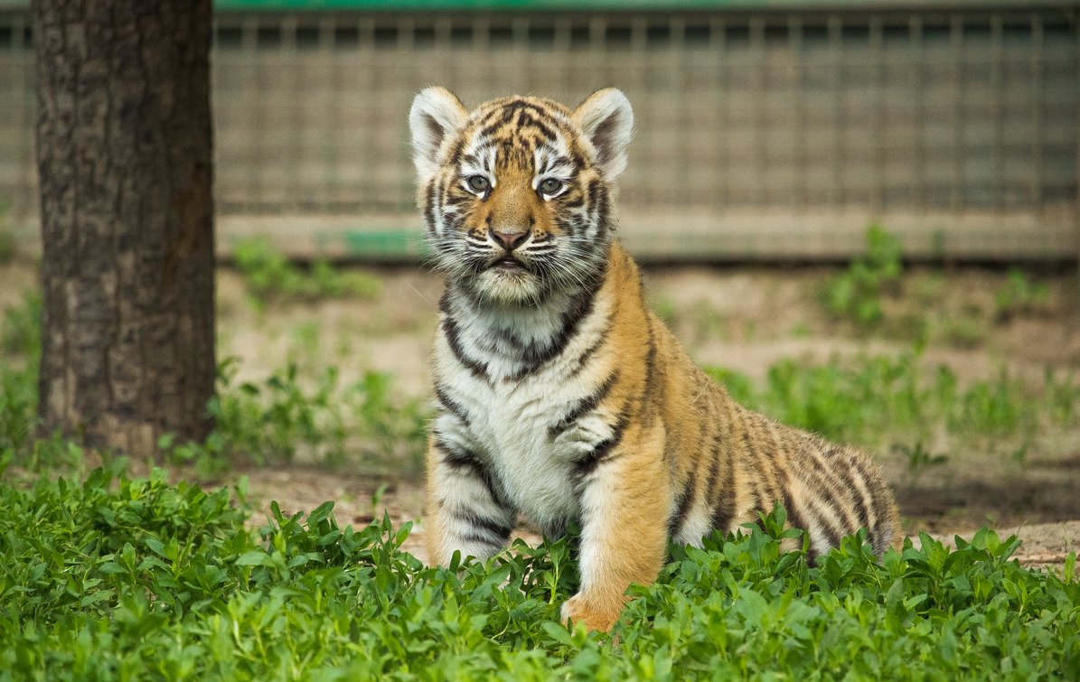 project_hover_6286_Амурский_тигр_4