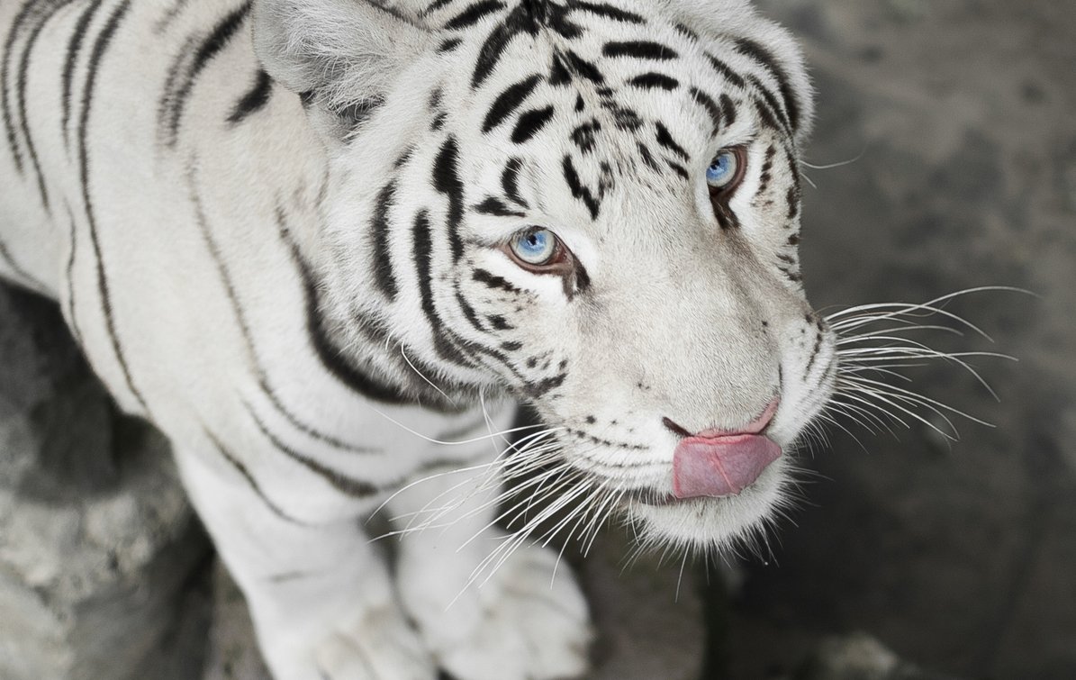 project_hover_6289_Бенгальский_тигр_1