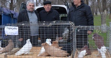 голуби