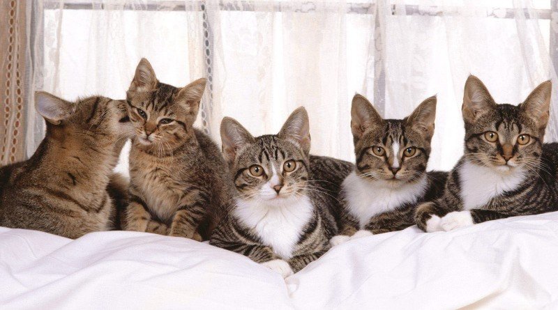 кошки