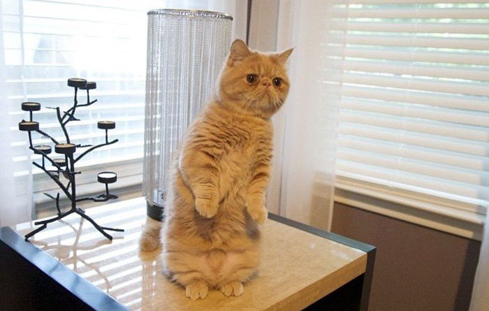кот Джордж