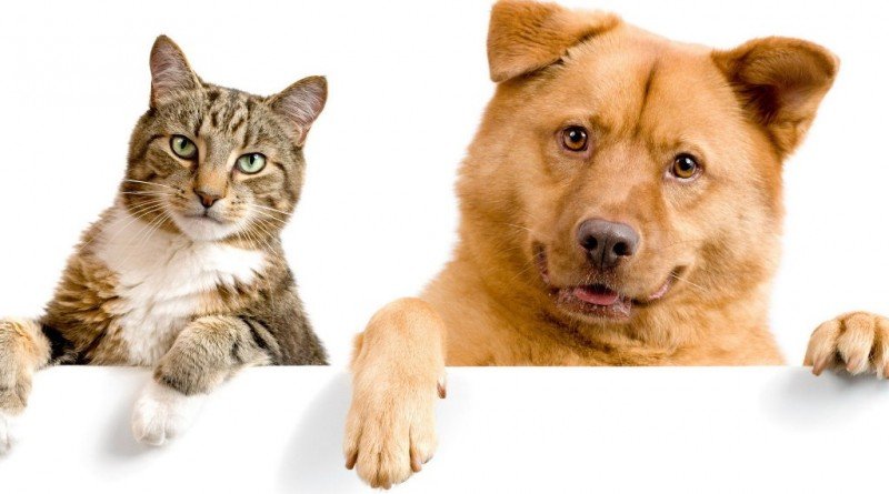 кошки_собаки