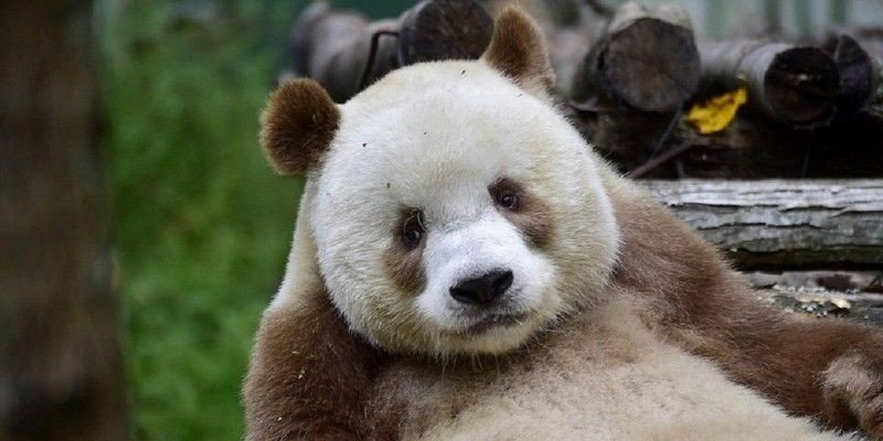 панда