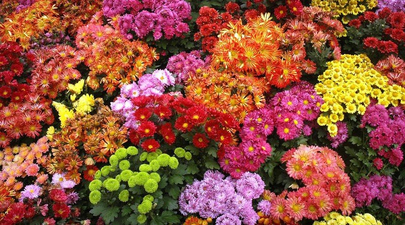 хризантеми
