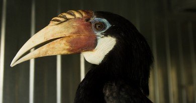 птицы-носороги