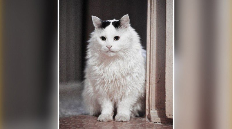 кот-долгожитель