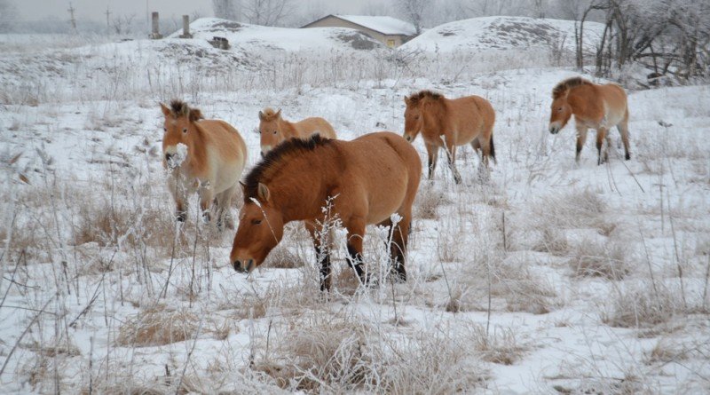 Павлоград_заповедник