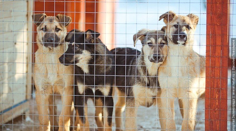 приют для животных