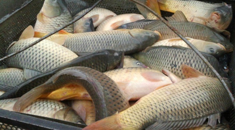 Выращивание рыбы