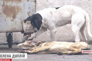 безпритульні тварини