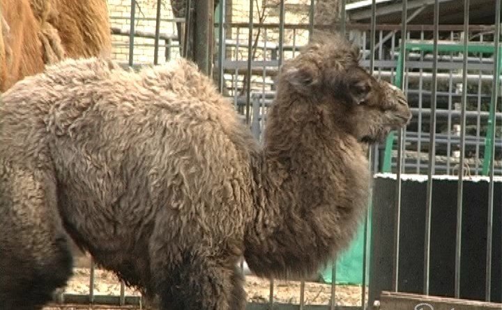 верблюжонок