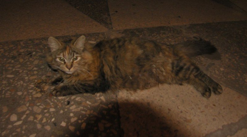 культурная кошка_Павлоград