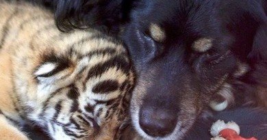 пес_тигрята