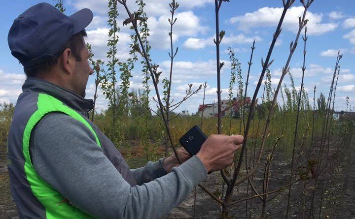 акция Посади дерево
