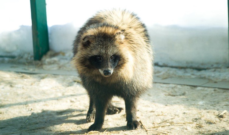 енотовидная собака