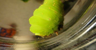 прожорливые животные