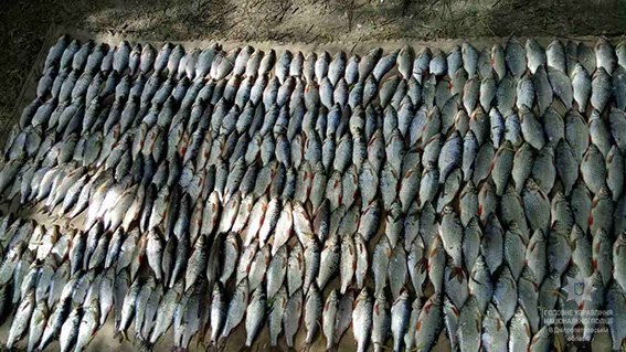 браконьєр_риба