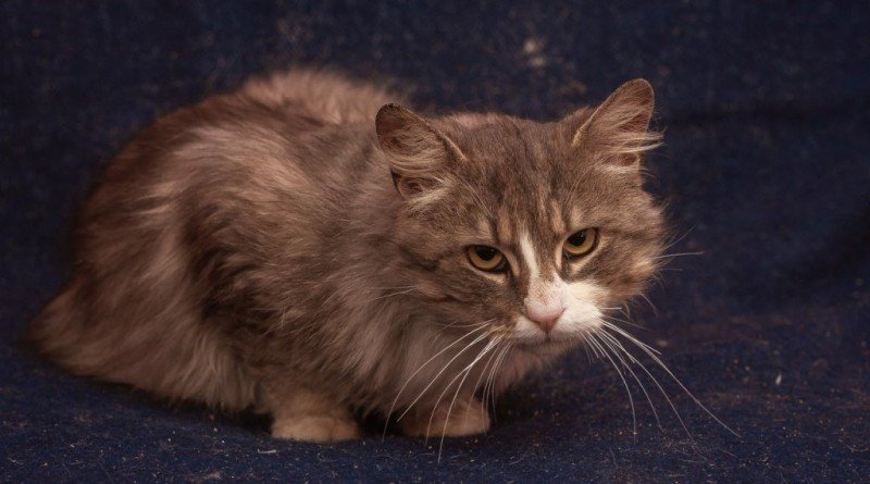 кот Шон - ДО