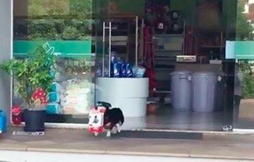 собака, покупающая себе корм