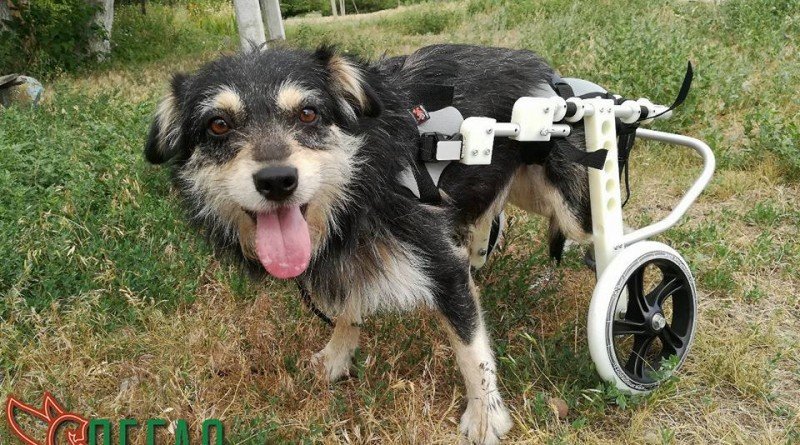 Назарчик_Пегас