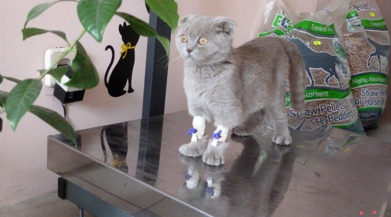 викрадення кошеня