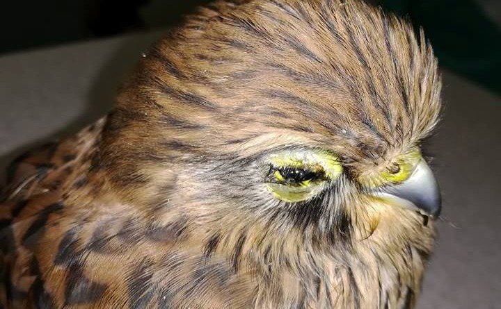 птицы_Пегас