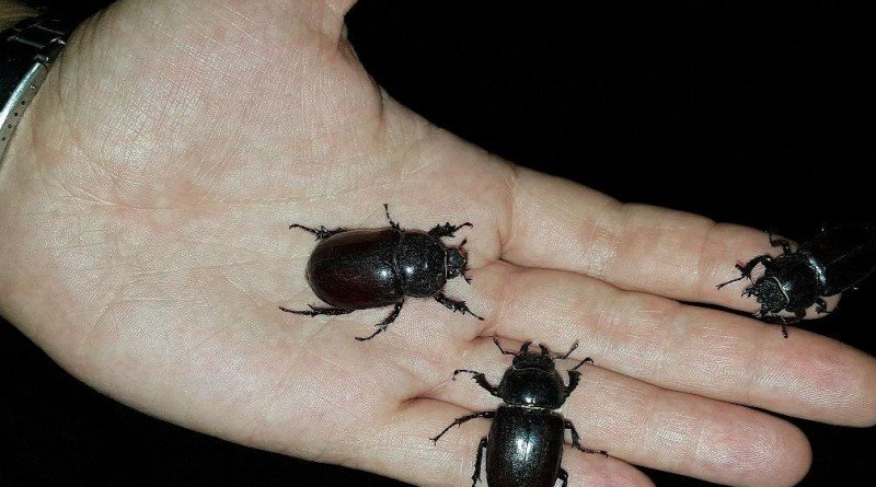 редкие насекомые