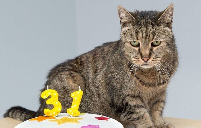 самый старый кот