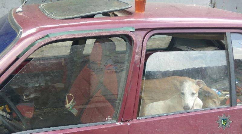 собаки біля ринку у Дніпрі