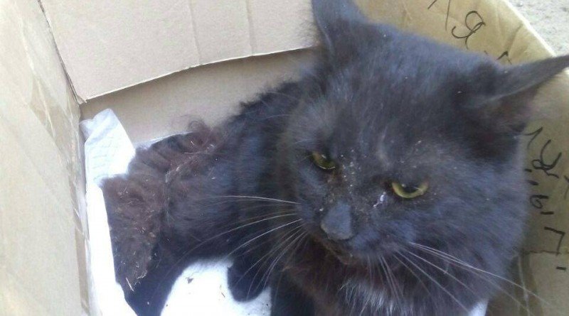 спасение кота