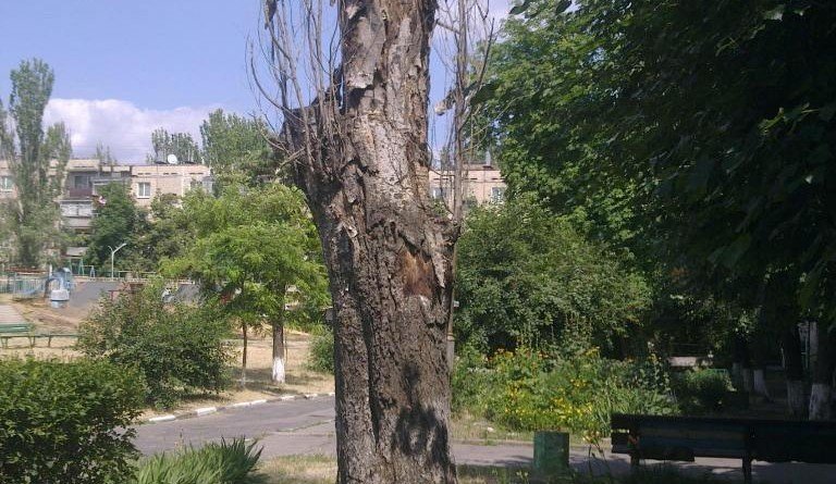 тополь_Никополь