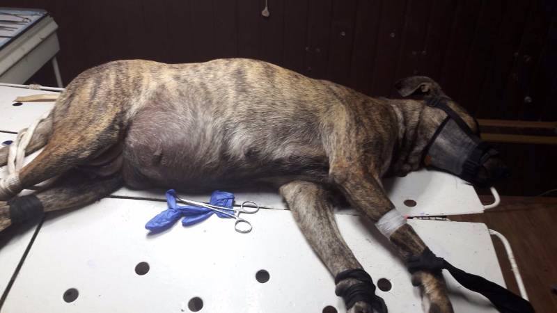 20664782_1618345008209568_776305267896439680_n